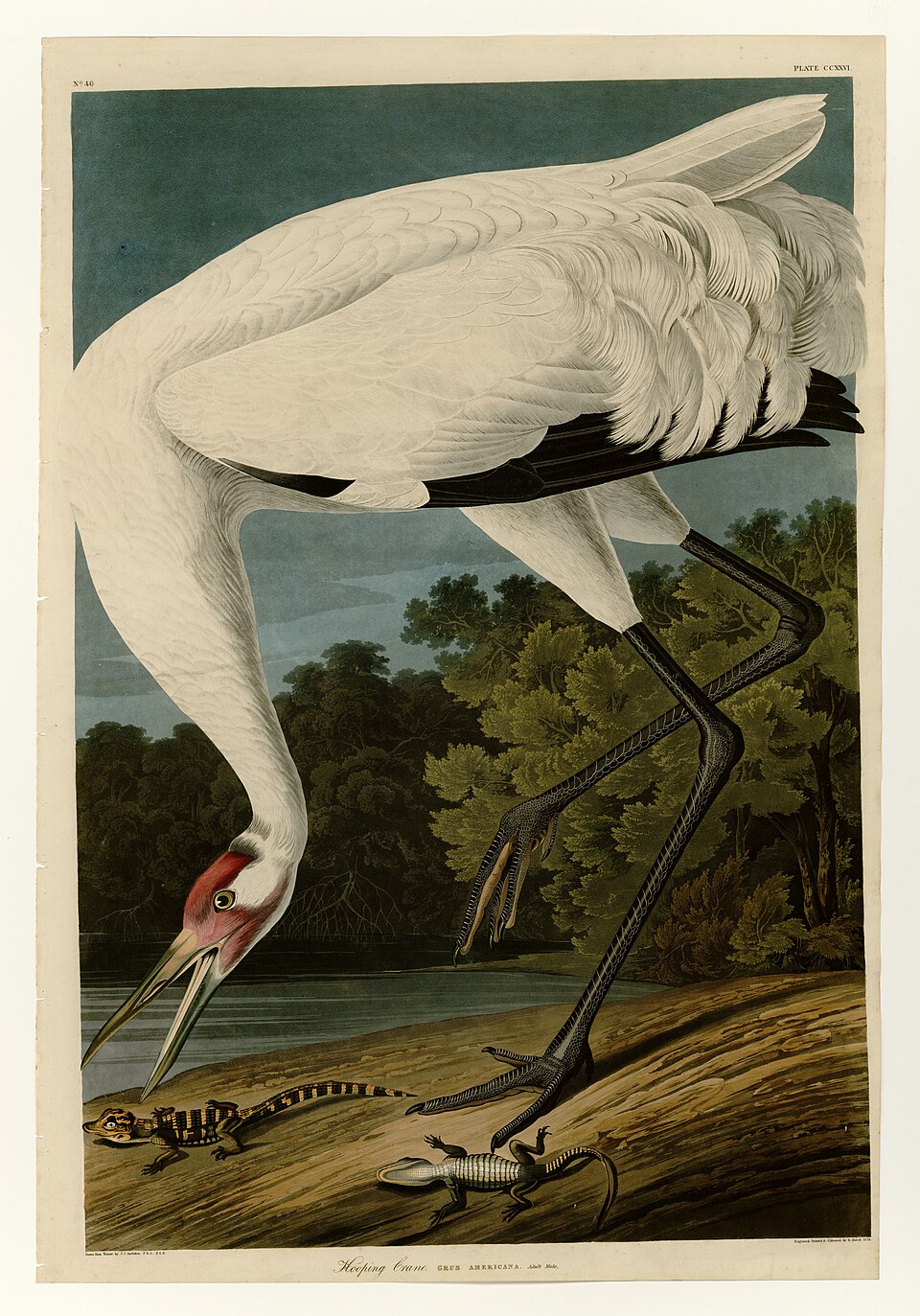 Planche 226 de The Birds of America : la grue blanche